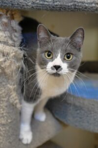 article image - 1.14.CAT